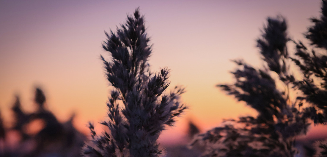 Heinien siluetteja taivaanrantaa vasten.