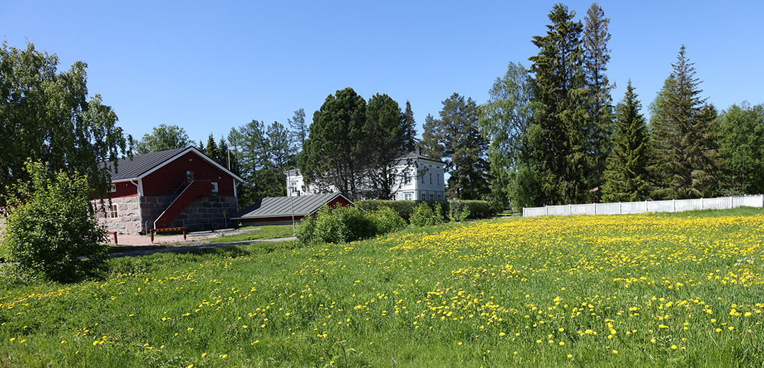 Voikukkapelto Limingan pappilan vieressä