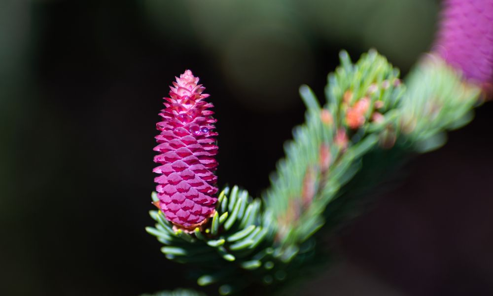 purppura kuusen kukinto