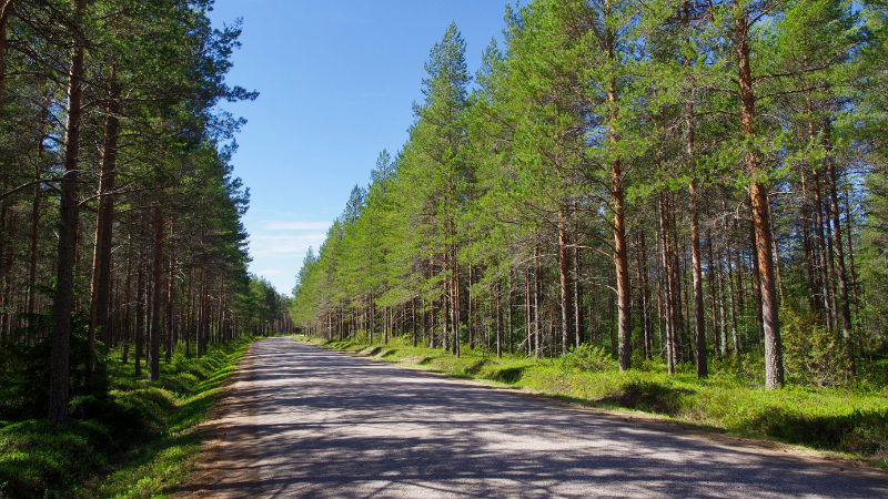Mäntyjen reunustama aurinkoinen tie Siikajoella