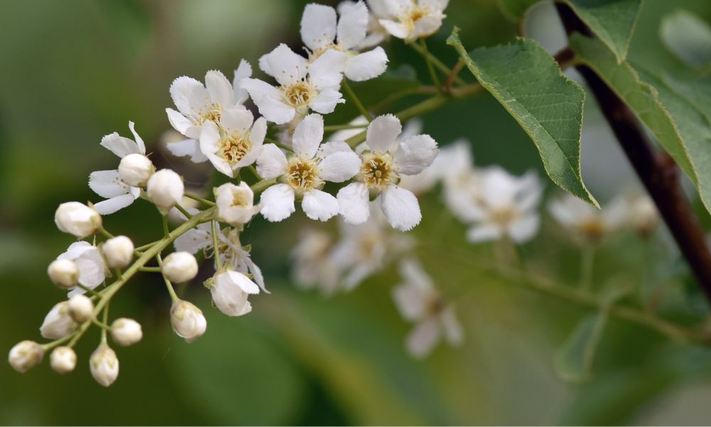 valkoiset kukinnot puussa