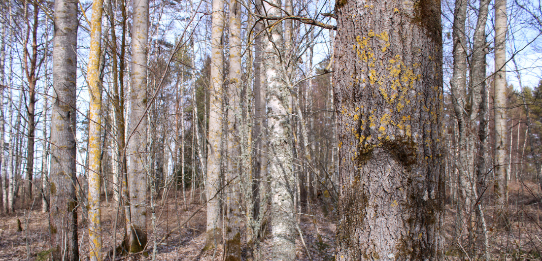 Hahtikarin lukumetsä