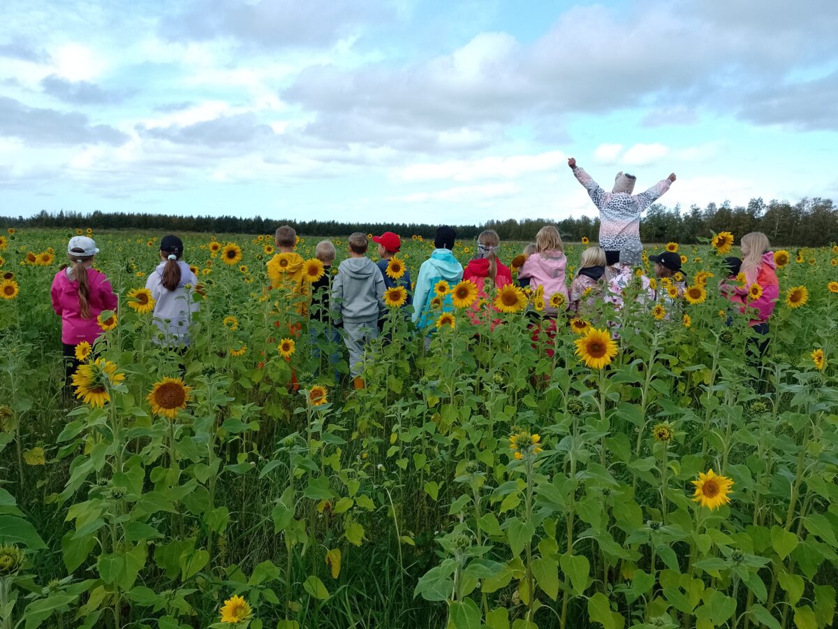Luontokoululaiset auringonkukkapellolla.