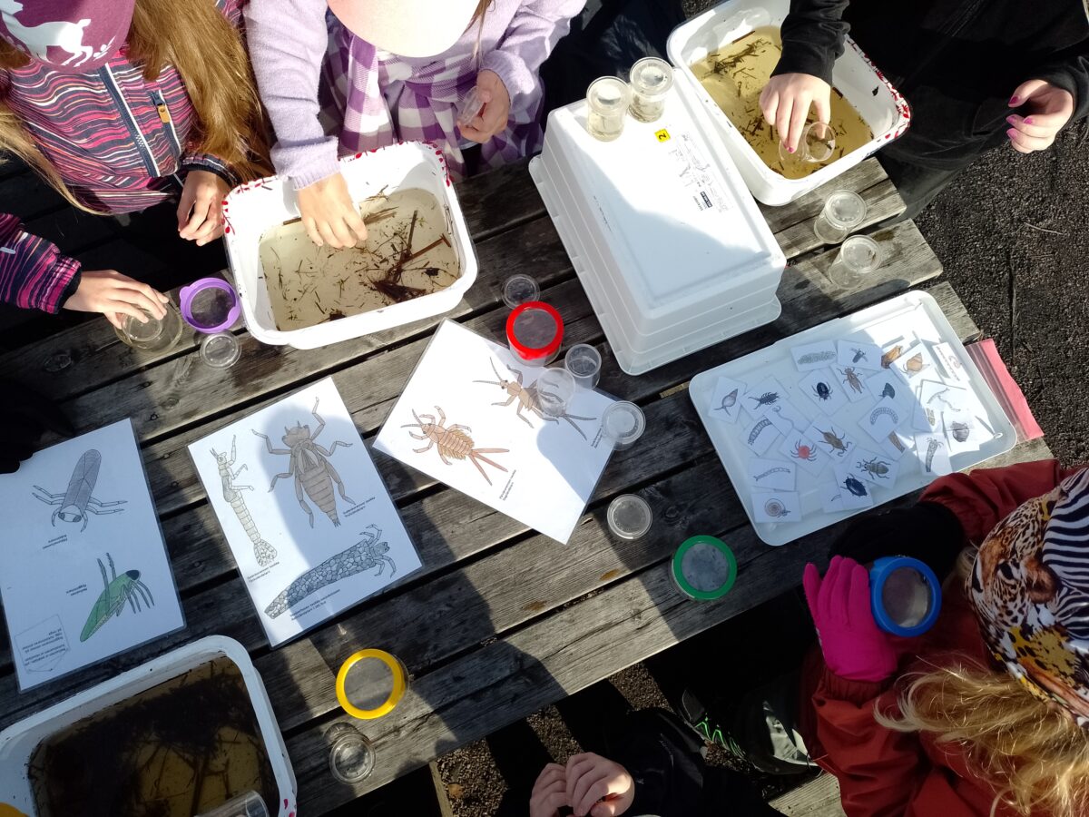 Luontokoululaisten tutkimusmateriaali pöydällä tarkasteltavana.