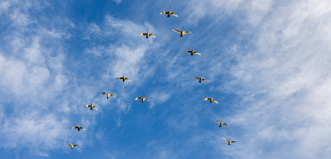 Joutsenet lentävät aurassa taivaalla.