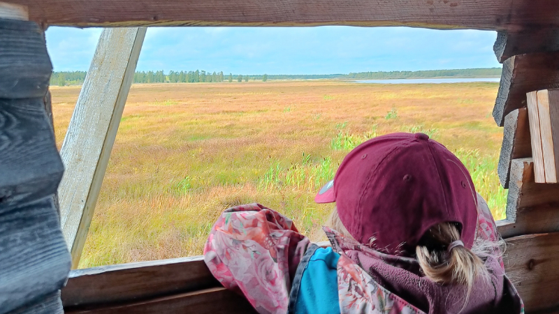 Lapsi katsoo ulos lintutornin ikkunasta.