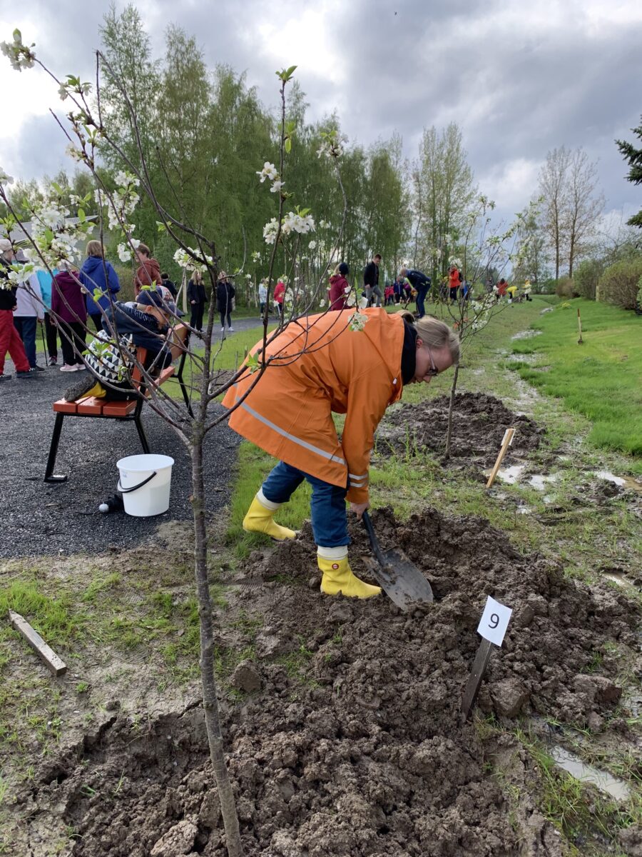 Kaisa Salmu istuttamassa kirsikkapuuta.