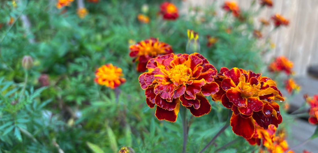 Katri-tädin samettiruusut puuseinän edessä.