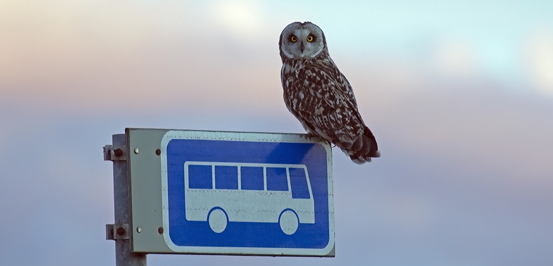 Suopöllö istuu liikennemerkin päällä.