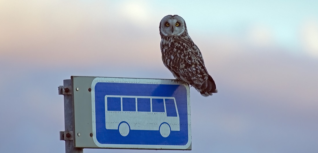 Pöllö istuu liikennemerkin päällä.