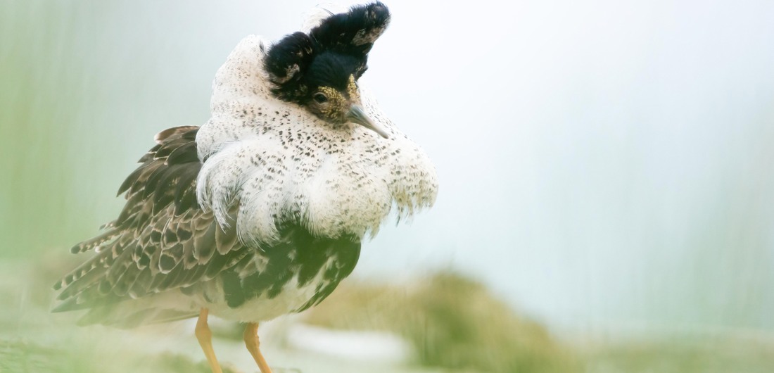 Suokukko patsastelee ylväänä keväisessä maisemassa.