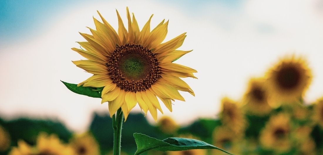 Keltainen auringokukkapelto kukkii