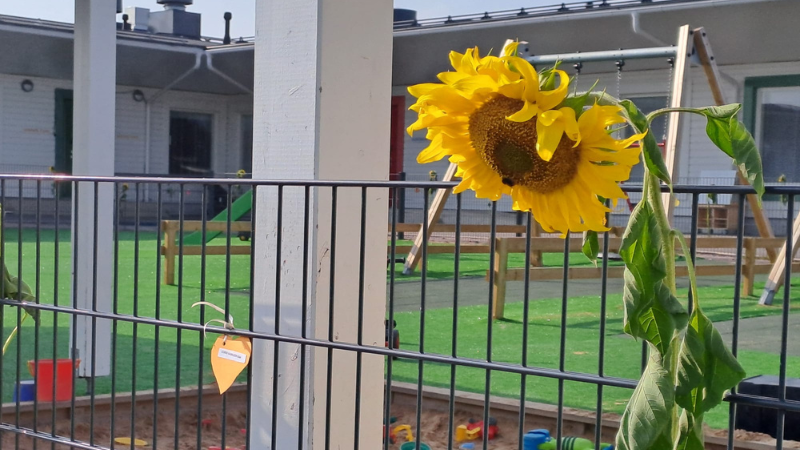 Auringonkukka päiväkodin aidassa.