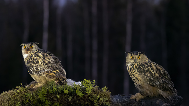Kaksi huuhkajaa istuu mättäillä pimeässä metsässä.