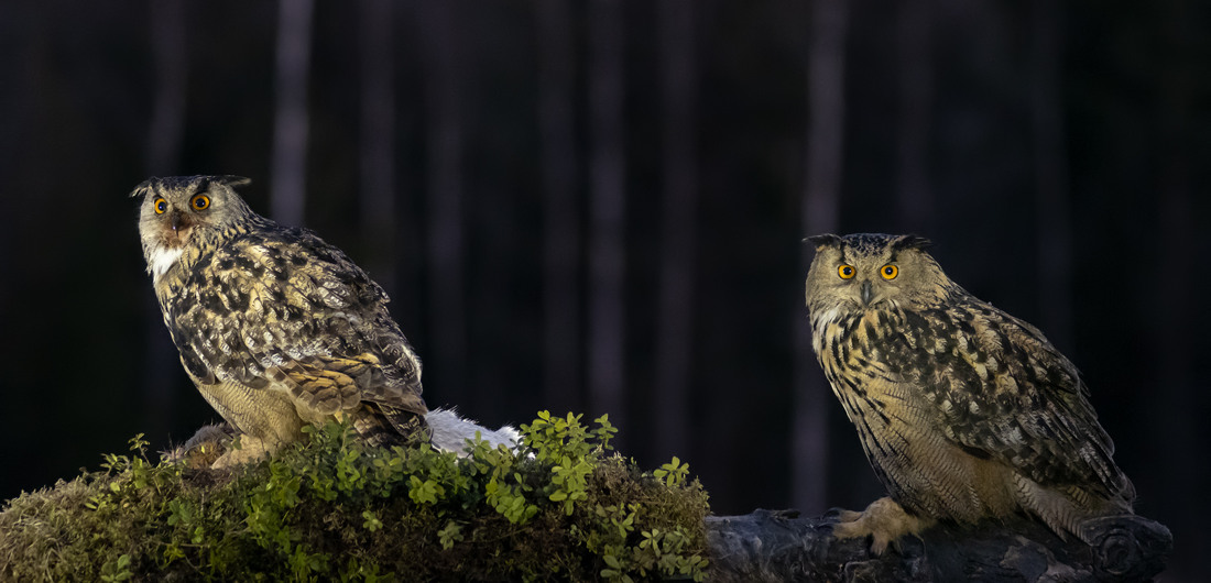 Huuhkajat öisessä metsässä.