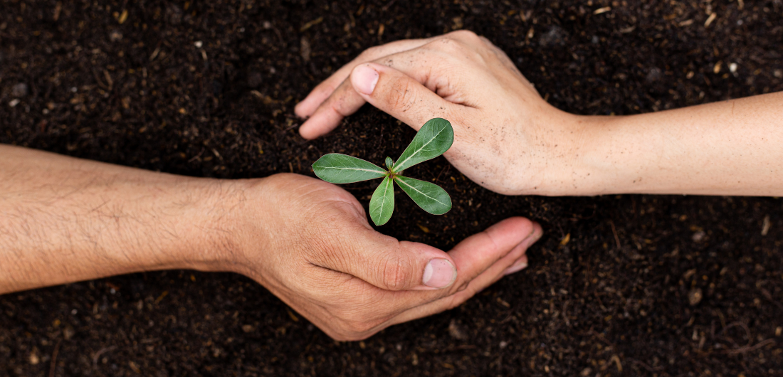 Kaksi kättä suojaa mullasta versovaa kasvia.