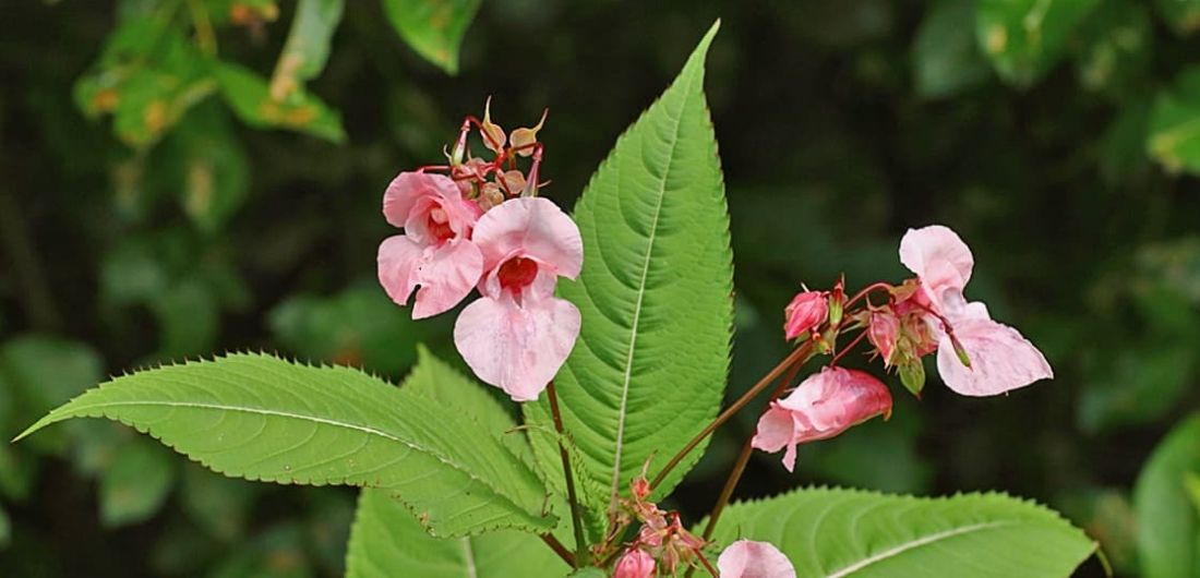 Kukkiva jättipalsami