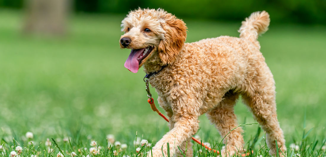 Koira kävelee puistossa