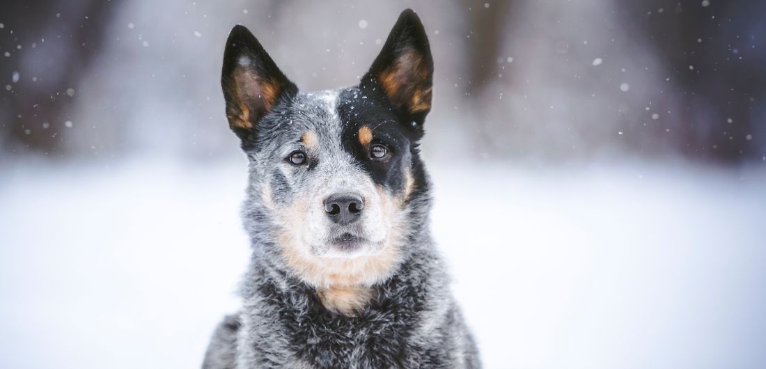 Pystykorvainen koira seisoo lumisateessa.