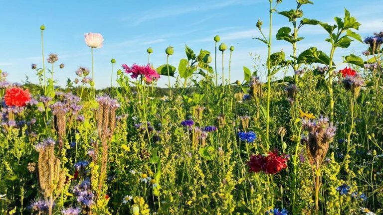 Limingan kukkaniityt