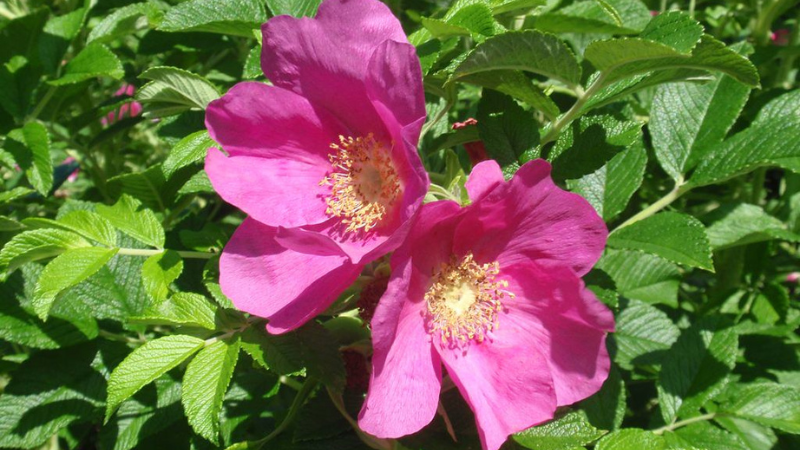 Kuvassa haitallinen vieraslaji kurtturuusu.