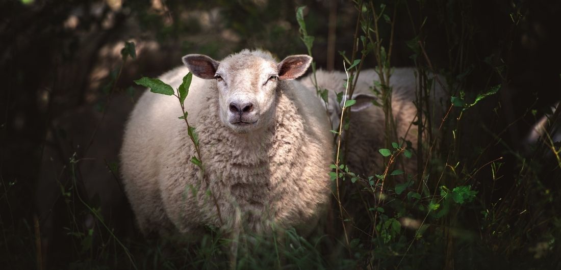 Lammas laiduntaa rantaniitylllä.