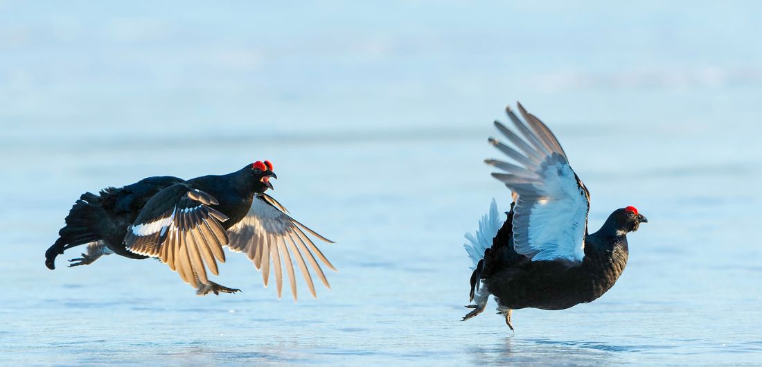 Teeret pyrähtämässä lentoon.