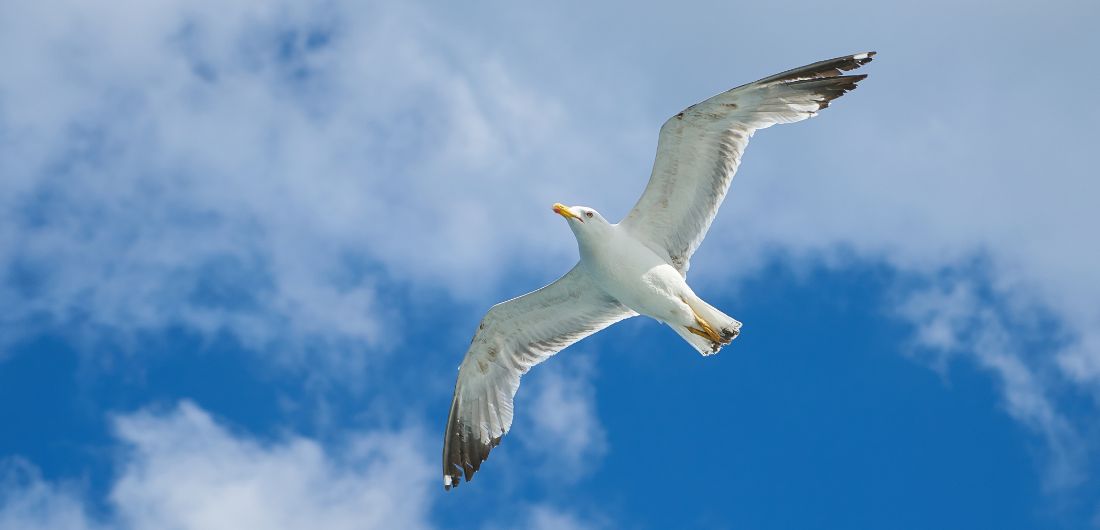 Lokki lentää sinistä taivasta vasten.