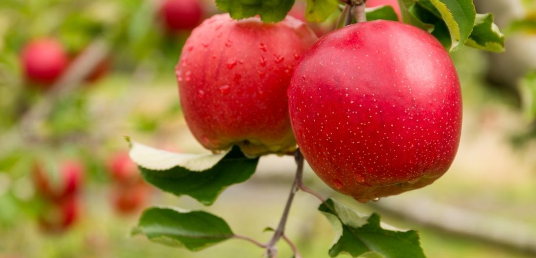 Kypsät omenat puussa.
