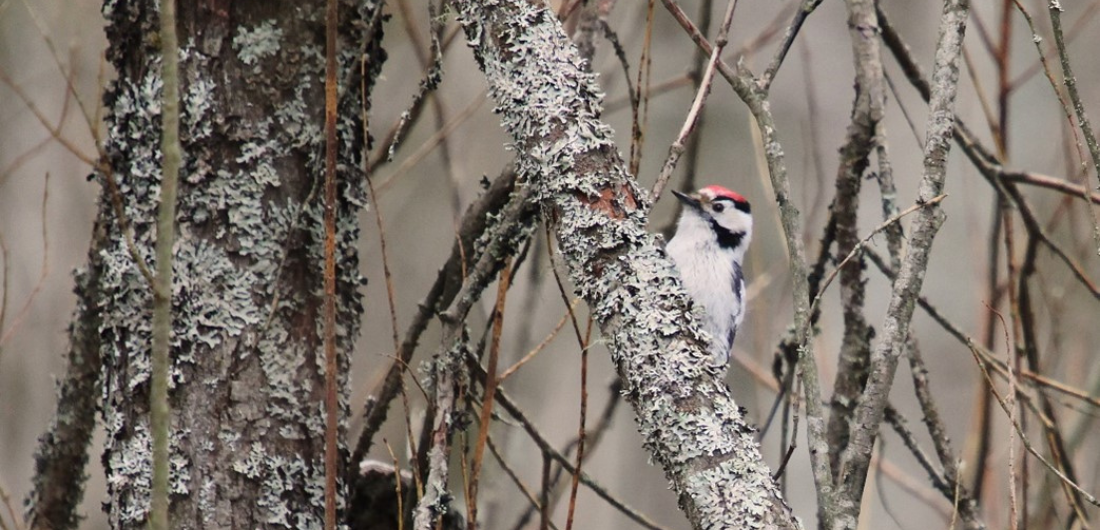 Pikkutikka puussa. Kuvan on ottanut Ari-Pekka Auvinen.