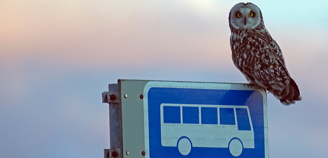Pöllö istuu liikennemerkin päällä.