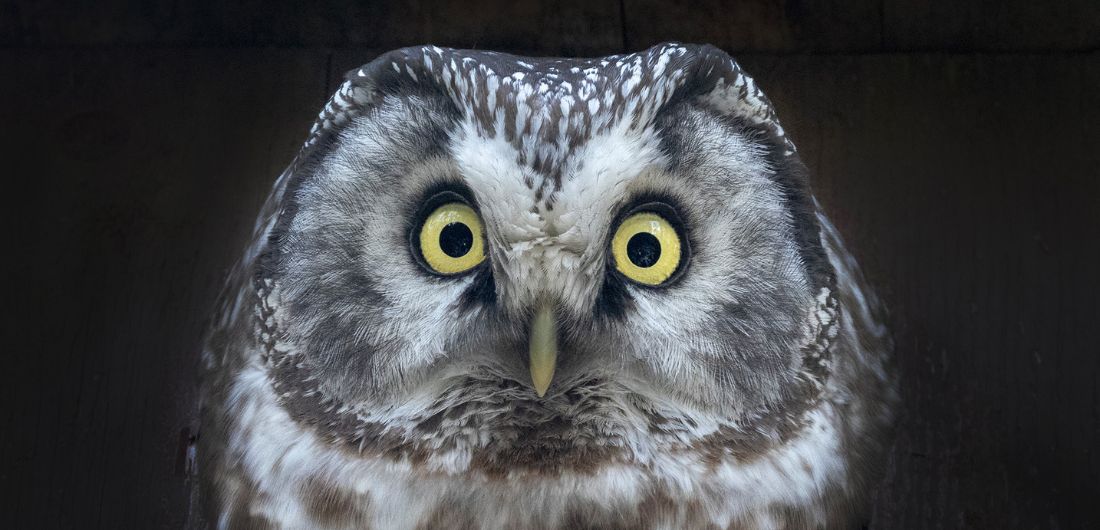 Helmipöllö tuijottaa.