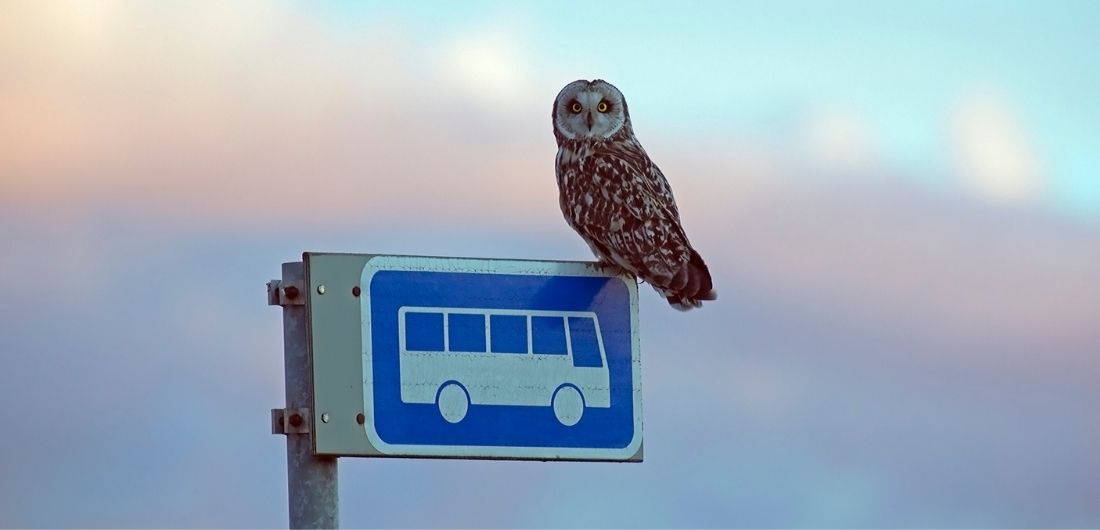 Pöllö istuu linja-autopysäkin merkin päällä.