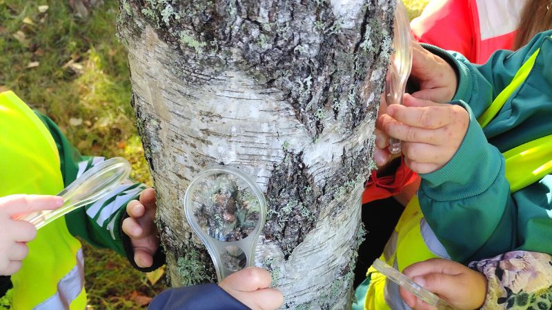 Lasten käsissä on suurennuslaseja ja niillä tutkitaan puunrunkoa.