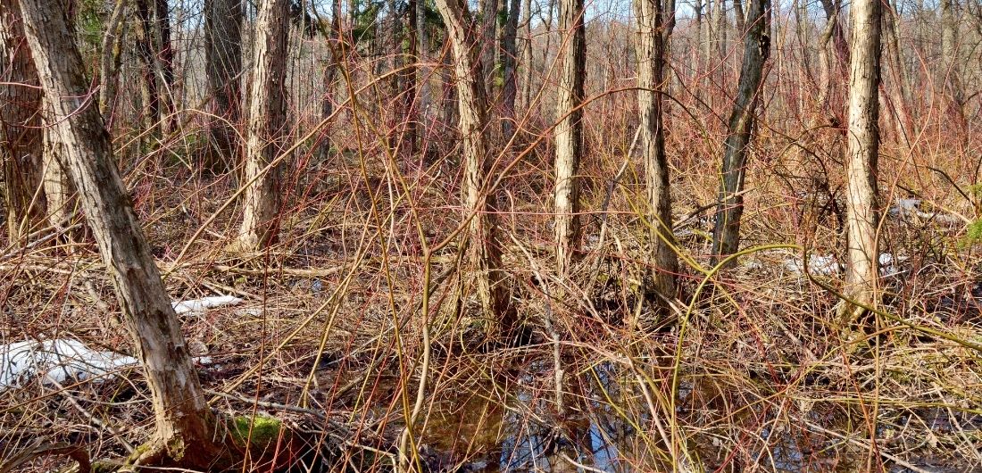 Rantarisukko keväällä.