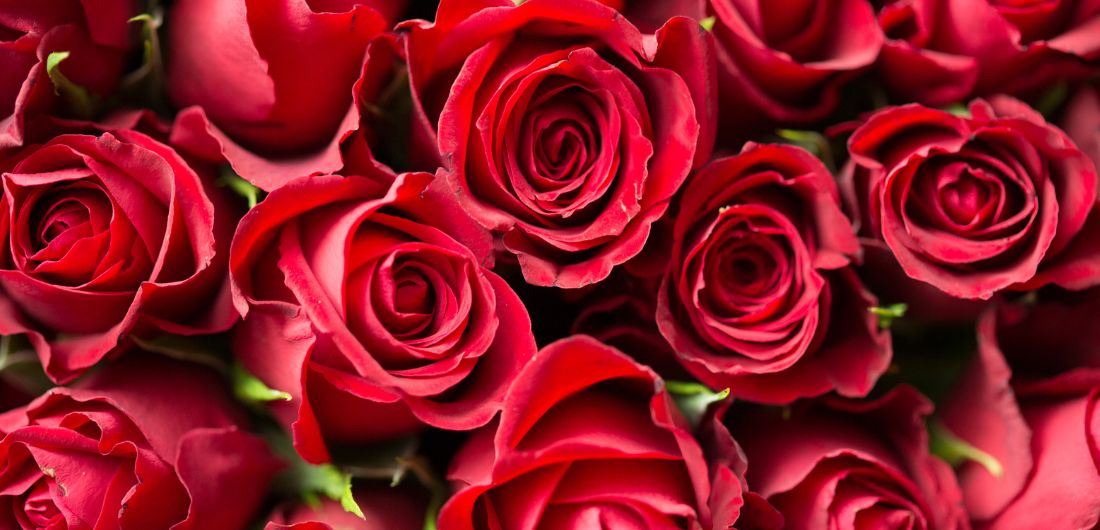 Kimppu punaisia ruusuja