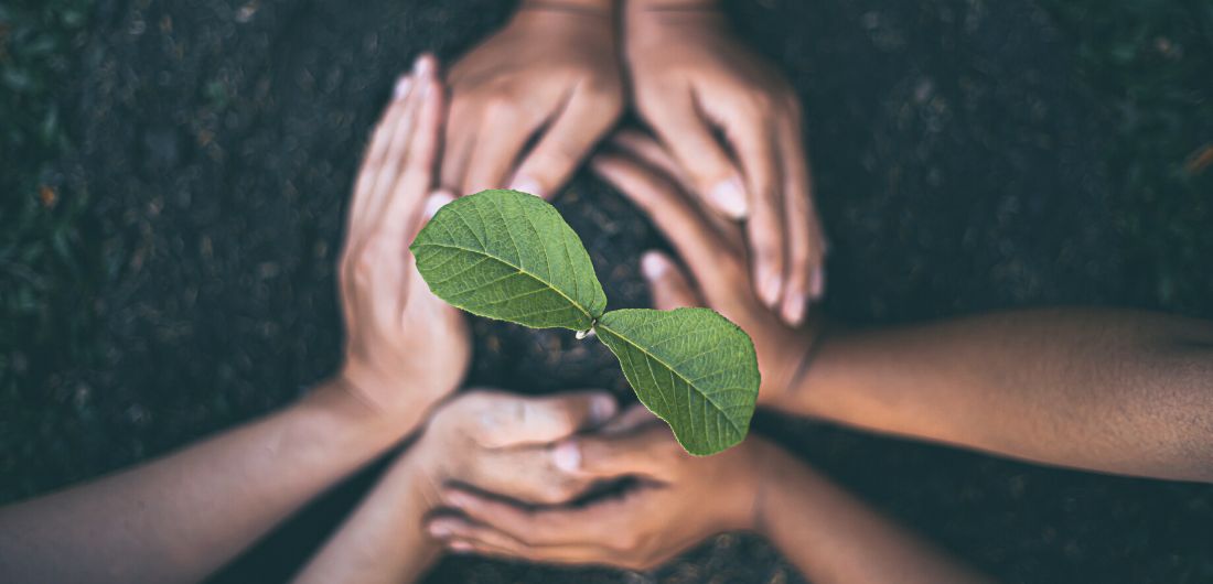 Puuta istuttavat kädet.