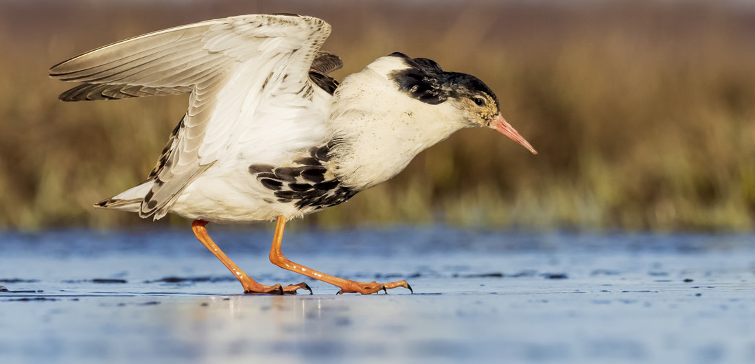 Valokuvassa suokukko kävelee kosteikolla siivet levällään.