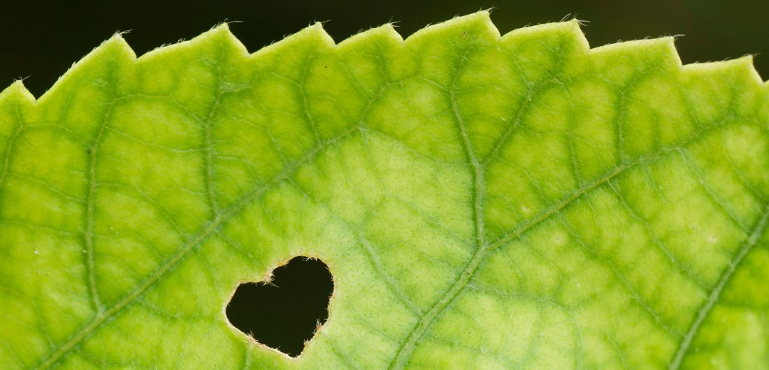 Sydämen muotoinen aukko kasvin lehdessä.