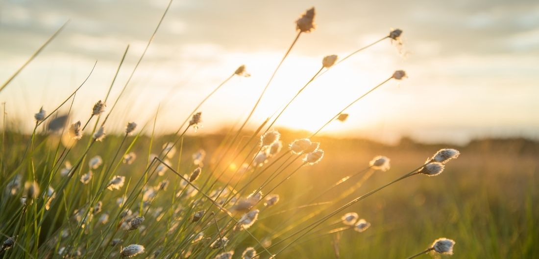 Tupasvillat huojuvat auringossa.